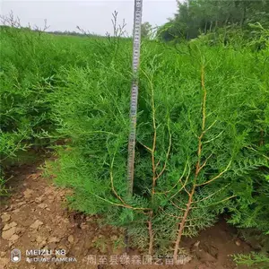 陕西侧柏 四季常青绿化工程苗 荒山造林 净化空气