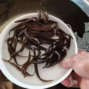 �㶫�������籨�� �Ʒ�ˮ���糡�����л��������� ʯ׶����