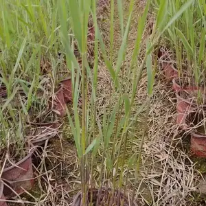 ����«έ������ «έ�� «έС�� «έ���ز���