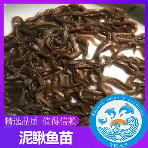 安徽马鞍山供应台湾泥鳅鱼苗价格 宝悦水产泥鳅苗
