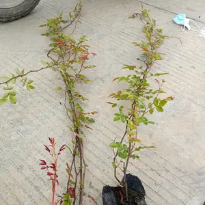 ��ľ���¼����� ���۵�1-4�׸��¼� �����¼����ڷ��� �ر��¼�