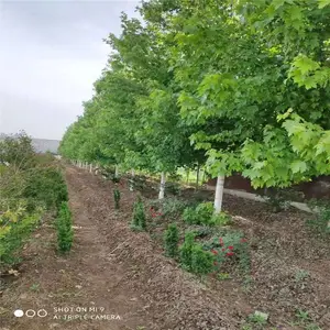 12���������������� ˧����ľ�������� ���������ֲ����