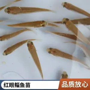 淡水梭鱼苗大量供应 病害少 成活*** 生长速度快 空运全国