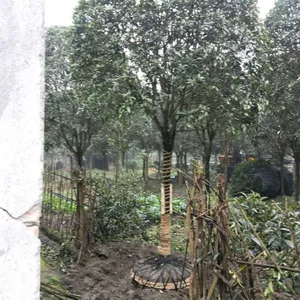 12���ֹ���һ�������Ϲ��صģ��������ι����۸���˵ģ�12���ְ��¹�۸�