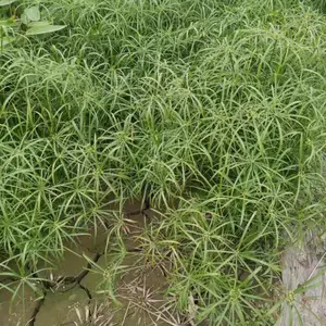 ��ɡ�� ��ɡ�ݻ��� �糵�� ��ɡ�ݸߴ���� ��ӱ