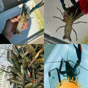 ���޴���Ϻ�������� 2-4���׵�ˮϺ�� ��ֳʳ�ð��޴���ϺϺ��۸� ����ˮ���ʻ��