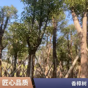 ������ ͥԺ�羰�� �����̻���ľ �е����ļ�����