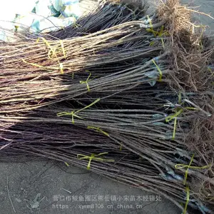 �����溦�ɻ�***����_С��ɳ�������_֭Һ�ж�������ֲ����
