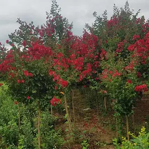 �е���4������ޱ����������