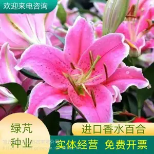 �ٺ����� �ļ����������׻����ڻ����ذ�ٺϻ����� ���M԰��