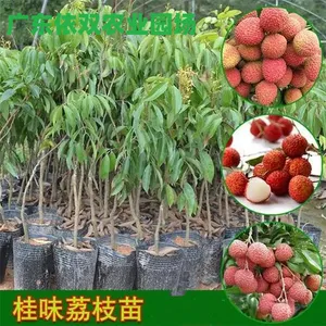 ���ʹ�����֦�磬����������֦��Դ�أ�������ʢ������������չ�԰��