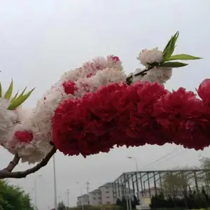 ���һ��������������һ���ľ�� �� �һ� ���ؾ�6����30Ԫ�ϳ�