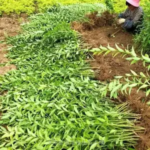连翘苗公认的主产地 连翘小苗不仅便宜开花量大挂果还多 你看