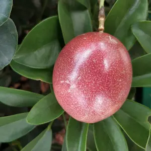 ���ʺ������Ӧ���ϰ����5���д��