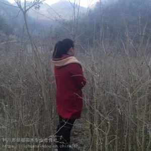 两年生落叶银杏苗_利川市信都庭园树银杏苗_庭院绿化银杏苗价格