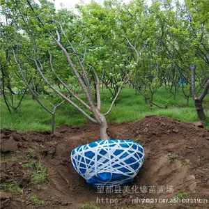 ����Ե ÷����÷��Ӧ ����ֲ���÷С�� ԰���̻�