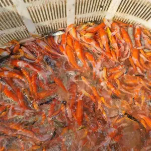 河南鱼苗放生 成品鱼放流 人工湖景观鱼 观赏鱼 养殖基地手续齐全专 业