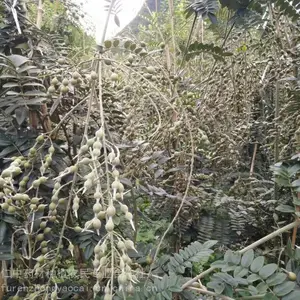 云南文山野生苦参_草药山豆根苗_山豆根种子_新鲜山豆根种植技术