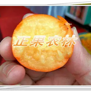 融安脆蜜金桔苗当天发货全国包邮