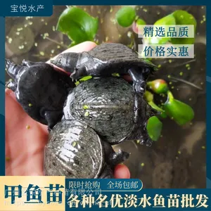 外塘甲鱼苗鱼场一手靓苗价格合适包邮包活