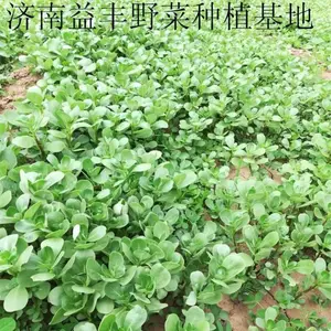 ����һ�����������ӵ�����Ҫ�� ����˽Ϻõ�Ұ������Ʒ��