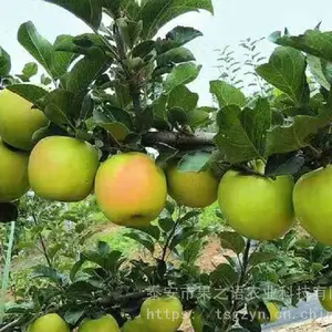 鲁丽苹果苗图片、鲁丽苹果苗现货