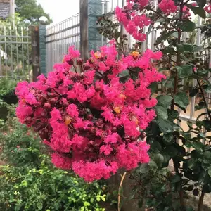 3�����������ޱ��������ˮʪ1.3�׷�֦����ޱ����ֱ��