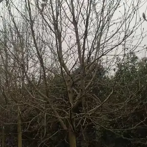7�����������۸���س���