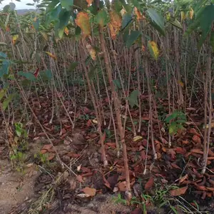 ���������ӣ�Ҳ��غ��ӣ������ӣ����觺�ӣ�һ�������