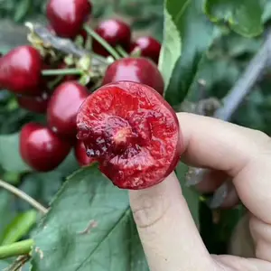����ӣ���統��ҹ�ɣ����ӣ����ע������