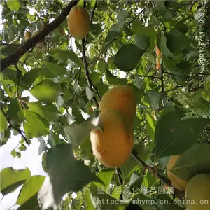 ����Ե ��÷�۸� ����÷�� �绰����