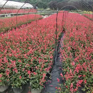 一串红杯花 新品一串红基地批发 30-50高一串红工程苗