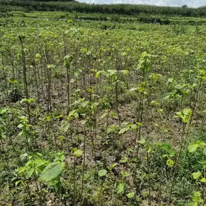园林山桐子苗_落叶乔木耐寒椅桐树苗_庭荫树山桐子苗现货