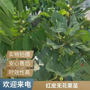 无花果苗抗寒耐旱 不裂果 中长枝结果 自花授粉产量高