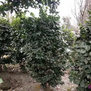 �軨����������� �軨�� �軨�� �� �Ĵ��軨����
