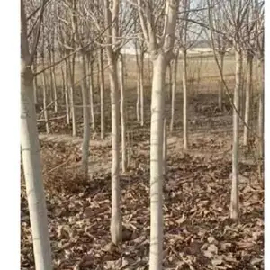 �����̻�����С��ͥԺ�̻�����