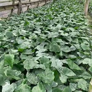 龟背竹 成都龟背竹基地 龟背竹杯苗 四川龟背竹工程苗供应