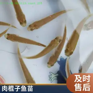 海水梭鱼苗批发 成活*** 生长速度快 可开发票 空运全国