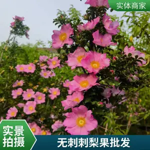 观光 赏花 赏果 吃果入药等多功能于一体的特色刺梨新品种 【无刺刺梨】