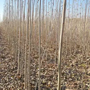 山东泰安肥城速生白蜡树苗基地批发,多年白蜡树苗，一年生白蜡小苗产地报价,白蜡苗木供应商厂家上车价格