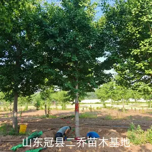 6公分至15公分银杏树,山东聊城阳谷县原生冠银杏树基地,银杏树产地上车价格,山东聊城银杏树
