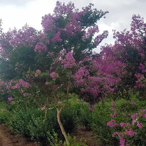�е���4������ޱ����������