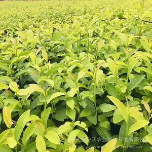供应茶苗移栽苗黄金芽茶苗新品黄金芽茶苗