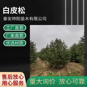 帅阳苗木 白皮松别名虎皮松货源充足基地发货道路绿化行道树苗
