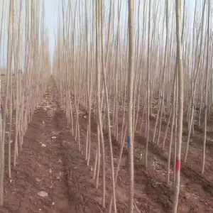 1�׸���5�׸�³��9��������,ɽ���ൺ����һ����107���������,��������ر���