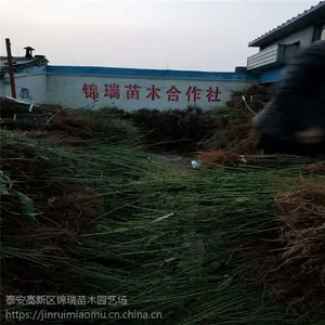 杭州桃树苗价格 桃树苗新品种签订合同