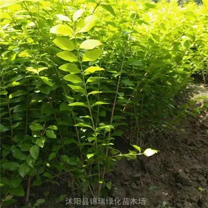 �ӱ��̻���ҶŮ��������� �ȷ���ҶŮ����ر����ֶ� �㿴