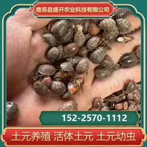 土元活虫养殖 土鳖虫 地鳖虫 活体土元 食量少 食物广泛