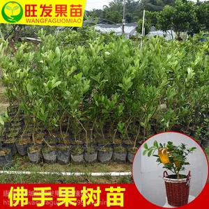 大量供应四季结果嫁接佛手苗 品种***规格齐全价格优惠品种正宗优质
