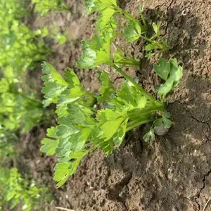 芹菜采摘农场哪里有